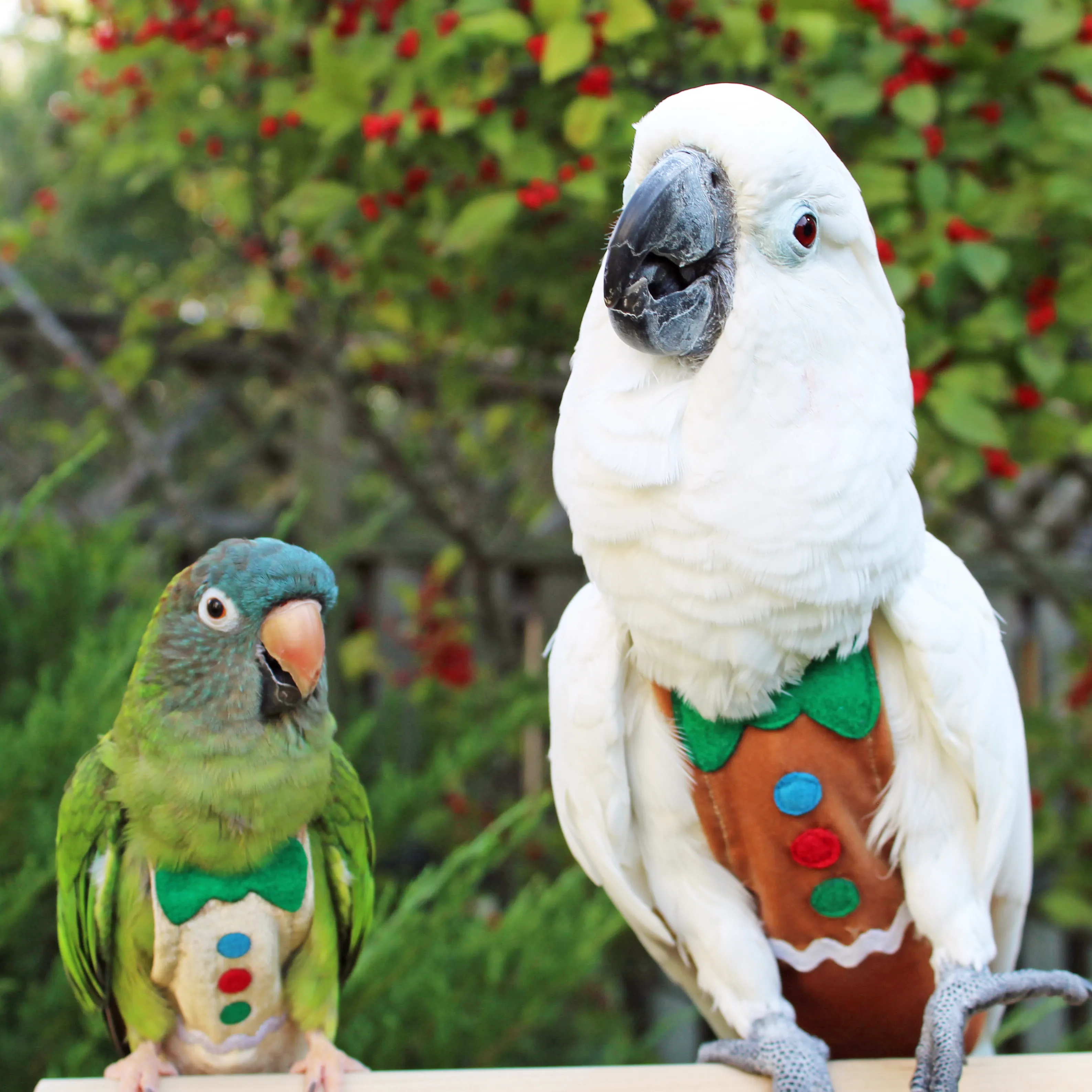 Ginger Bird FeatherWear FlightSuit™